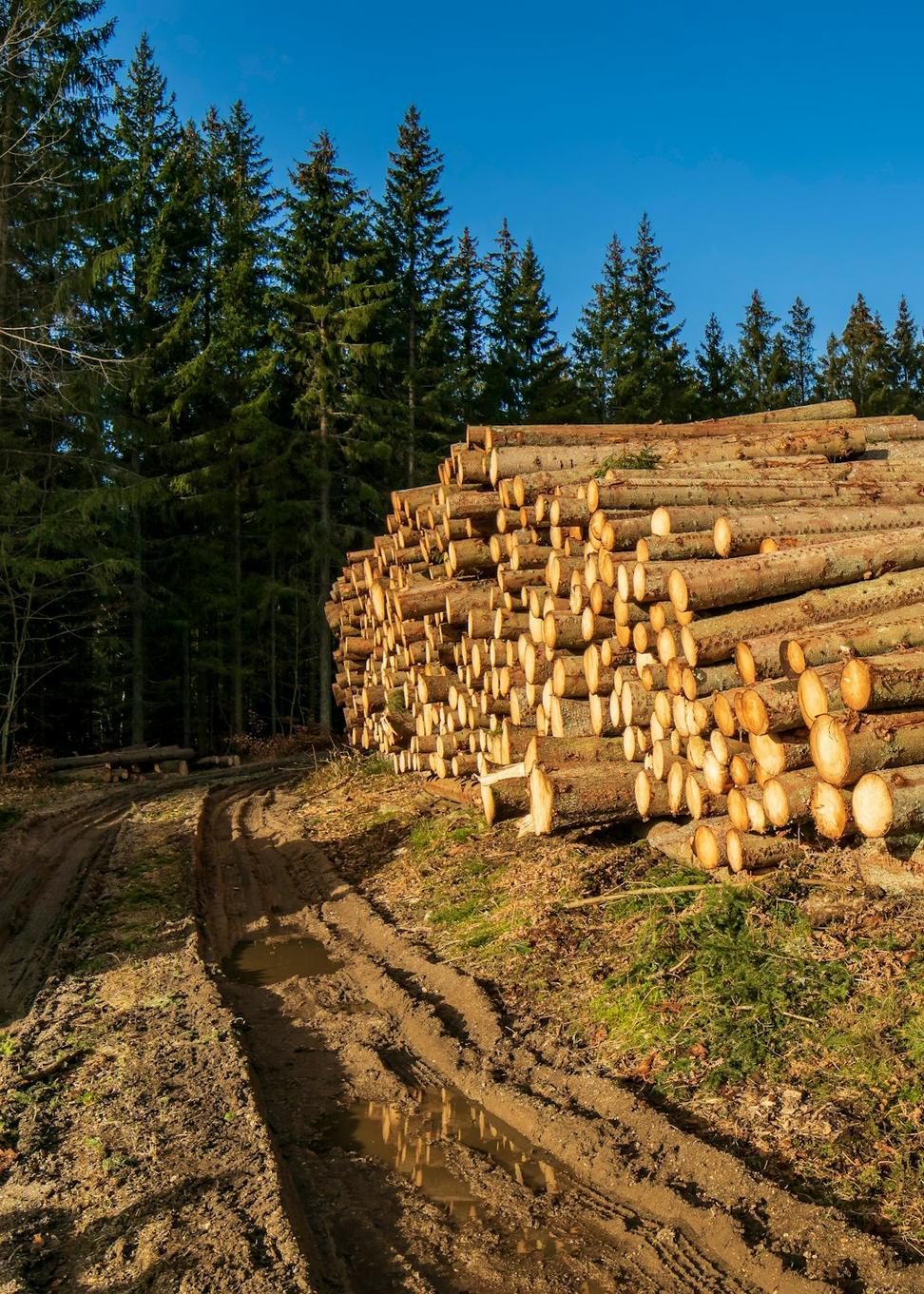 Mass timber construction